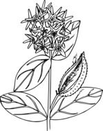 graphic image of a wild flower with a lush inflorescence
