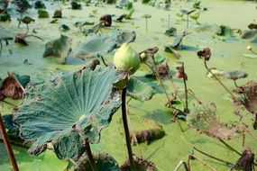 green lotus plant and leaves in muddy green water