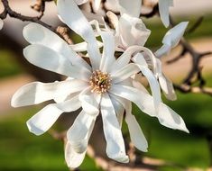 white buds on a tree in a botanical garden