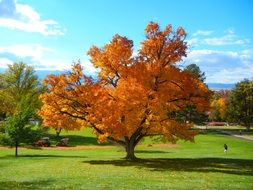 golden Tree in Autumn Parc