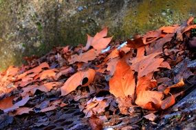 Fallen leaves in late summer