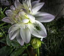 Flower Twilight Nature