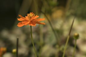 stunningly beautiful Spring flower