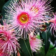 hairy pink flowers of Eucaliptus