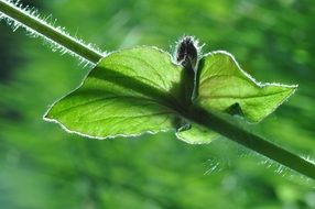 green leaf on a stem in bright sun close up