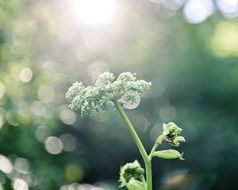 Small fresh plant under the sunshine