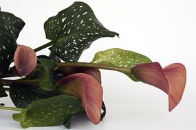 cutted Calla Flower Flowers Red