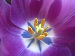 purple tulip closeup