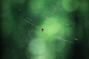 Picture of the Spider on a spiderweb