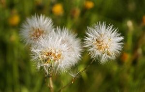 dandelions in a summer meadow close-up