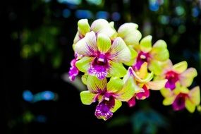 Beautiful and colorful Orchid Flowers, bokeh background