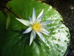 white flower on a green leaf in a pond in the sun