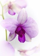 Purple Orchid