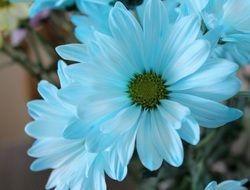 Daisy Blue Flower