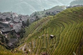 Rice Fields on mountain side, top view, China