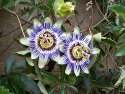 passion flower on a bush close-up