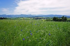 Nature Spring Landscape