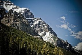 picturesque Mountain Trees