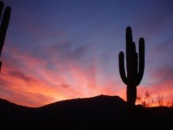 saguaro cactus or Carnegiea gigantea