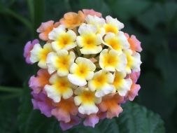 Lantana Camara flower
