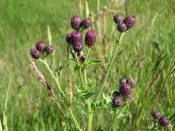 thistle buds