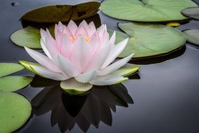 Blooming lily flower in the pond