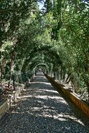 path among green trees