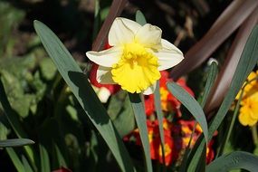 white daffodils with yellow core close up on a blurred background