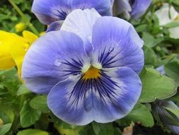 purple pansy flower close-up