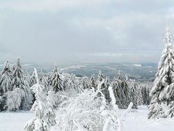 winter idyll in the coniferous forest