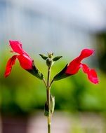red flower plant blooms