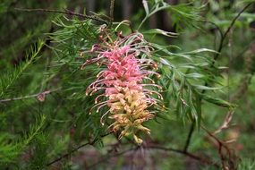 grevillea is a plant with sweet nectar