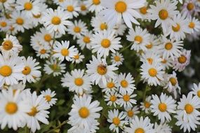 lot of white Autumn flowers, background