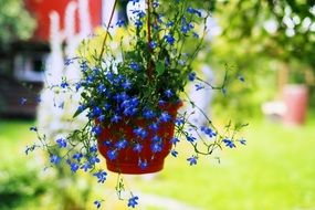 Purple flowers in a hanging pot