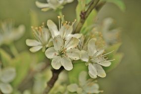 Beautiful blooming flowers of pear