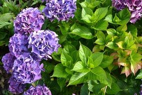 bush of purple hydrangea flowers