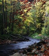 landscape of stream among trees in the autumn forest