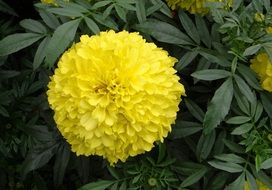 awesome Marigold Flower