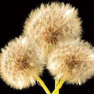 tender white dandelion flower nature plant