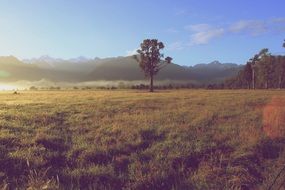 Beautiful landscape with the trees near the colorful field on mountains