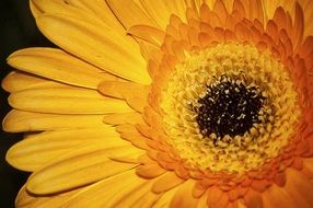 yellow gerbera petals close up