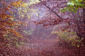 forest path among the thickets of autumn forest