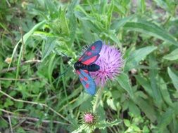 bue pink butterflyin nature