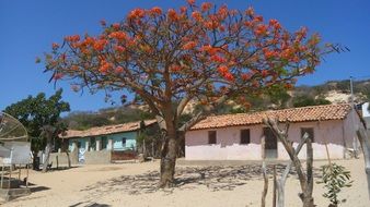 Tree with red Flowers
