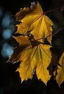 yellow maple leaves at dusk