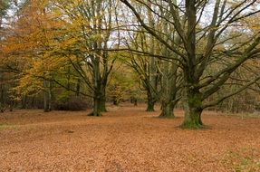 peaceful forest in autumn