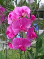 closeup view of Perennial Sweet Pea, blooming Climber plant