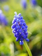 closeup view of blue muscari blossom