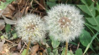 two fluffy dandelions in the forest on a blurred background