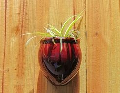 green plant in a hanging pot